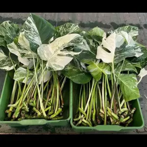 Rare Monstera Thai Constellation One Leaf Rooted Node Cutting Mini plant clippings