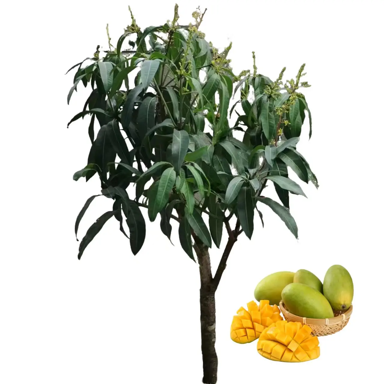 Live Mango Saplings, Edible Fruit Tree Seedlings, Backyard Garden Planting, Potted Orchard Fruit Plant