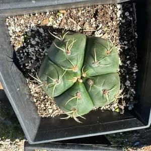 Gymnocalycium Horstii 6 inch pot Cactus Ships bare roots