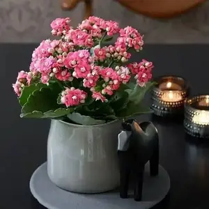 Breezy-Blossom shop logo