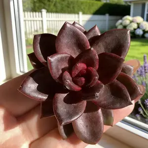 Echeveria ‘Night Phantom’ Live Red Succulent – Easy-Care Single Head Plant for Beginners | Festive Home Decor & Gift-Ready Garden Accent” Variety Pack