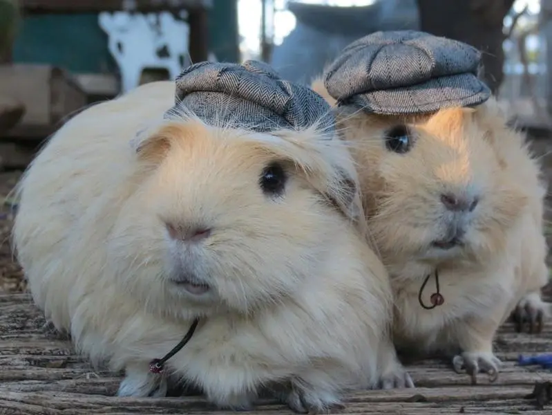 Newspaper Boy Cap for Small Pets