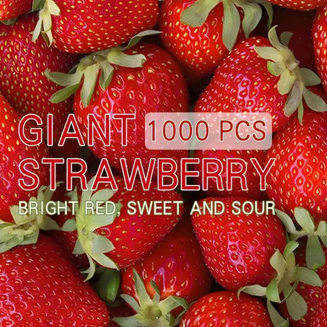Creamy Strawberry Seeds for Planting, Sweet Strawberry Fruit Seeds, Fresh Garden Berry Seeds, Easy Growing Strawberry Seeds for Home Garden, Outdoor & Indoor Planting