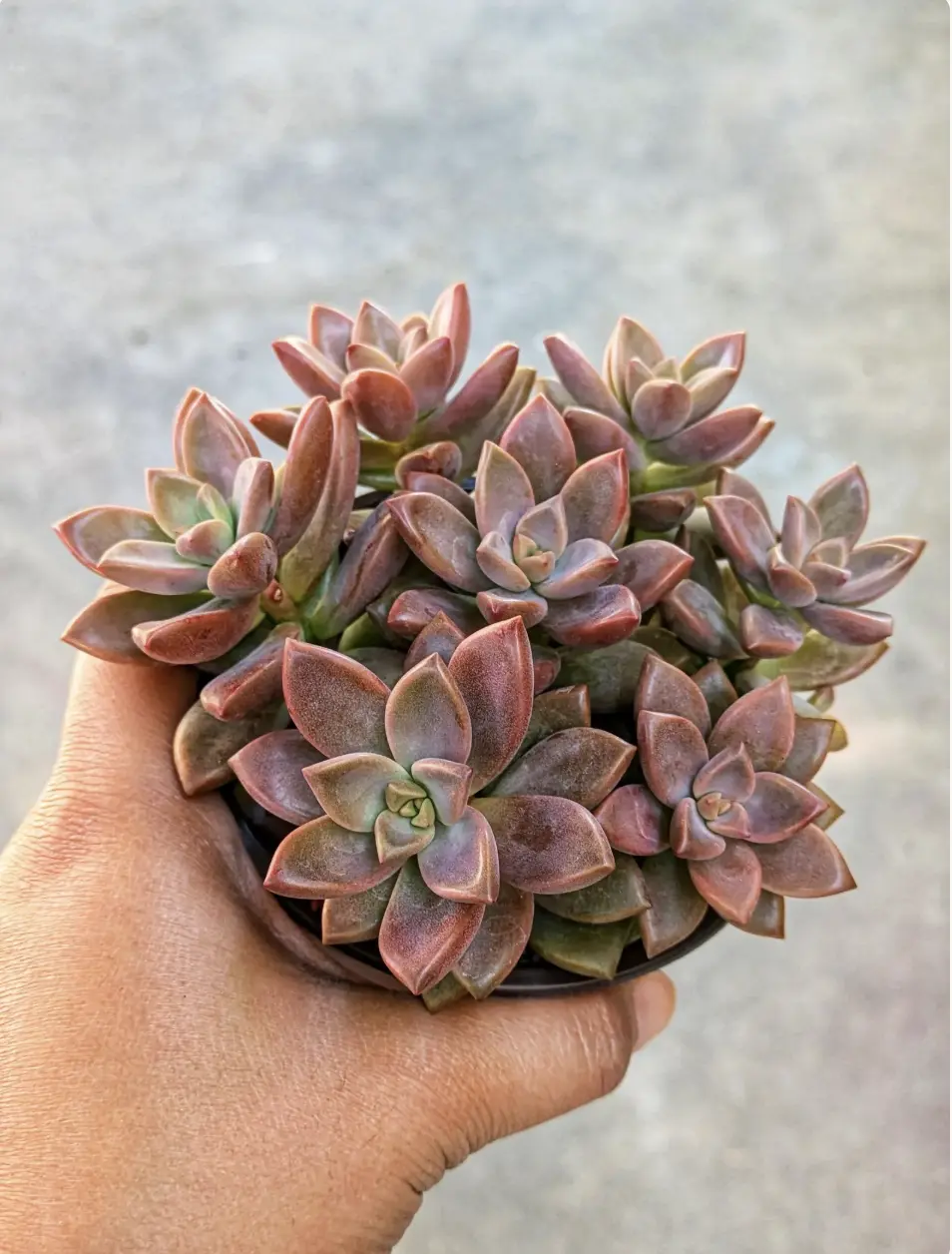 Graptosedum Vera Higgins, 4" Succulent