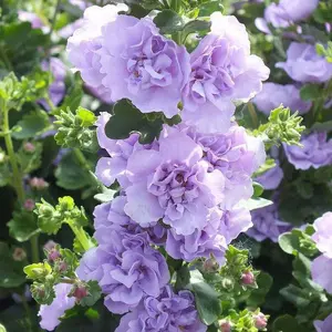 Green River 50 Blue Bacopa Hollyhock Seeds - Premium Flower Seeds for Cottage Garden Decor - Tall Blooming Perennial Seeds for Borders, Fences & Vintage Gardens - Easy to Grow, Pollinator-Friendly, Ideal for Vertical Floral Displays