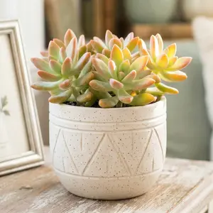 Graptosedum 'Francesco Baldi'