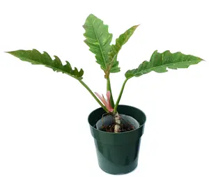 Philodendron Ring of Fire (seedling)