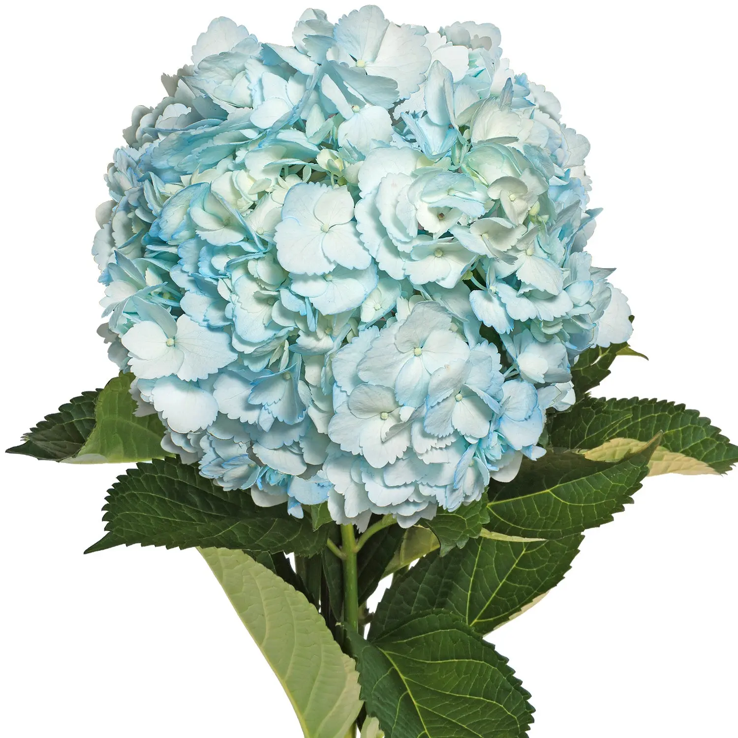 Light Blue Painted Hydrangeas