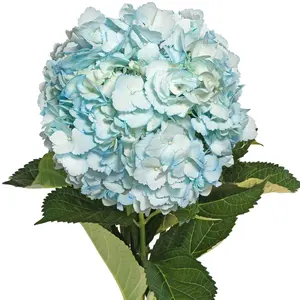 Light Blue Painted Hydrangeas