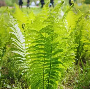 10 Fern Rhizomes - Ostrich Fern Plants Live - Live Fern Plants - Fern Ground Cover Plants Live - Fern Live Plants - No Ship To AK, HI & P.R.