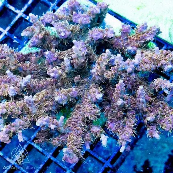 ACI VooDoo Majick Acropora Subulata