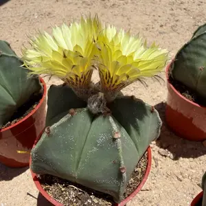 Astrophytum myriostigma