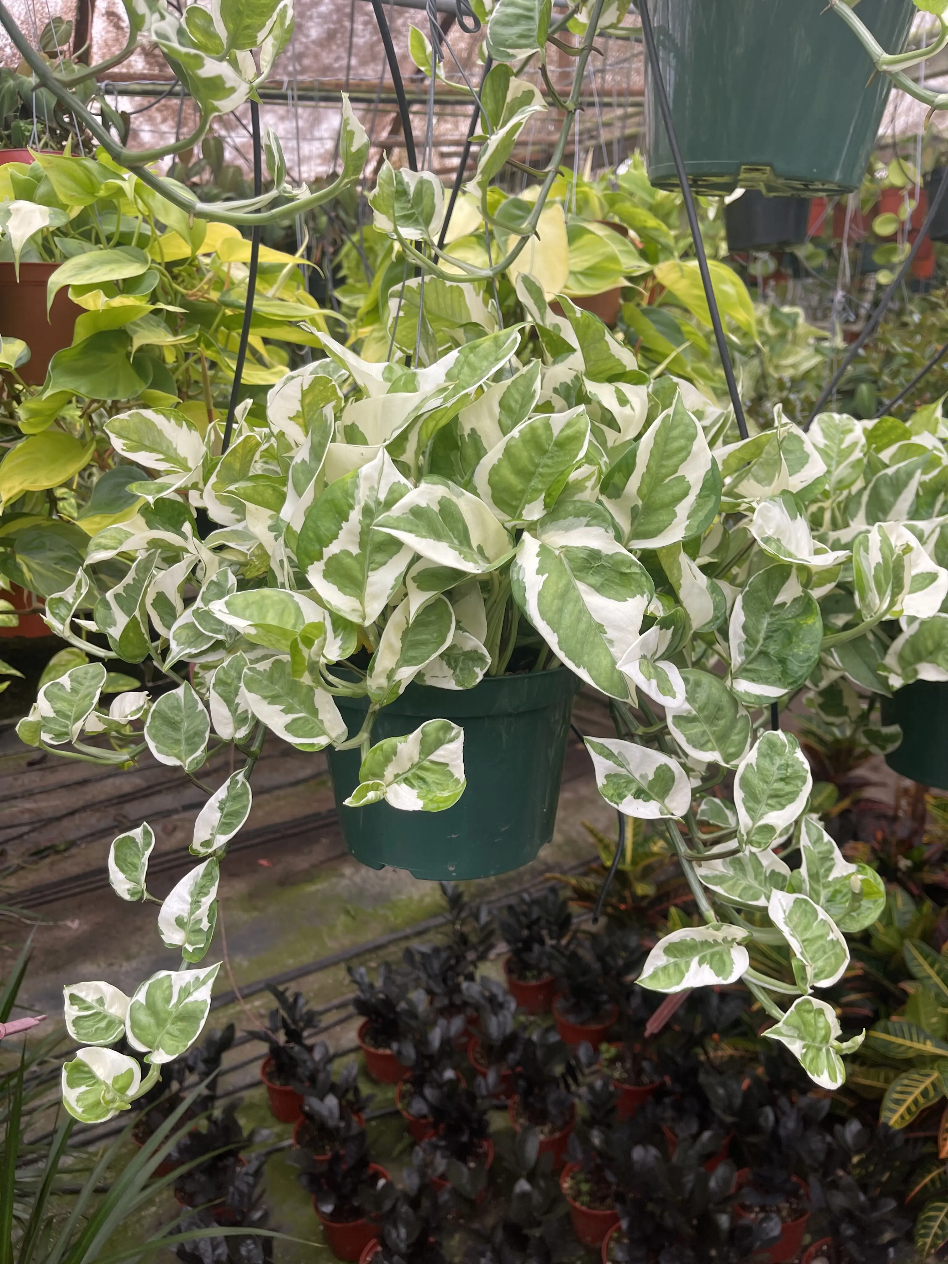 Home Improvement,Garden Supplies,Live Plants,Indoor Plants,Ferns