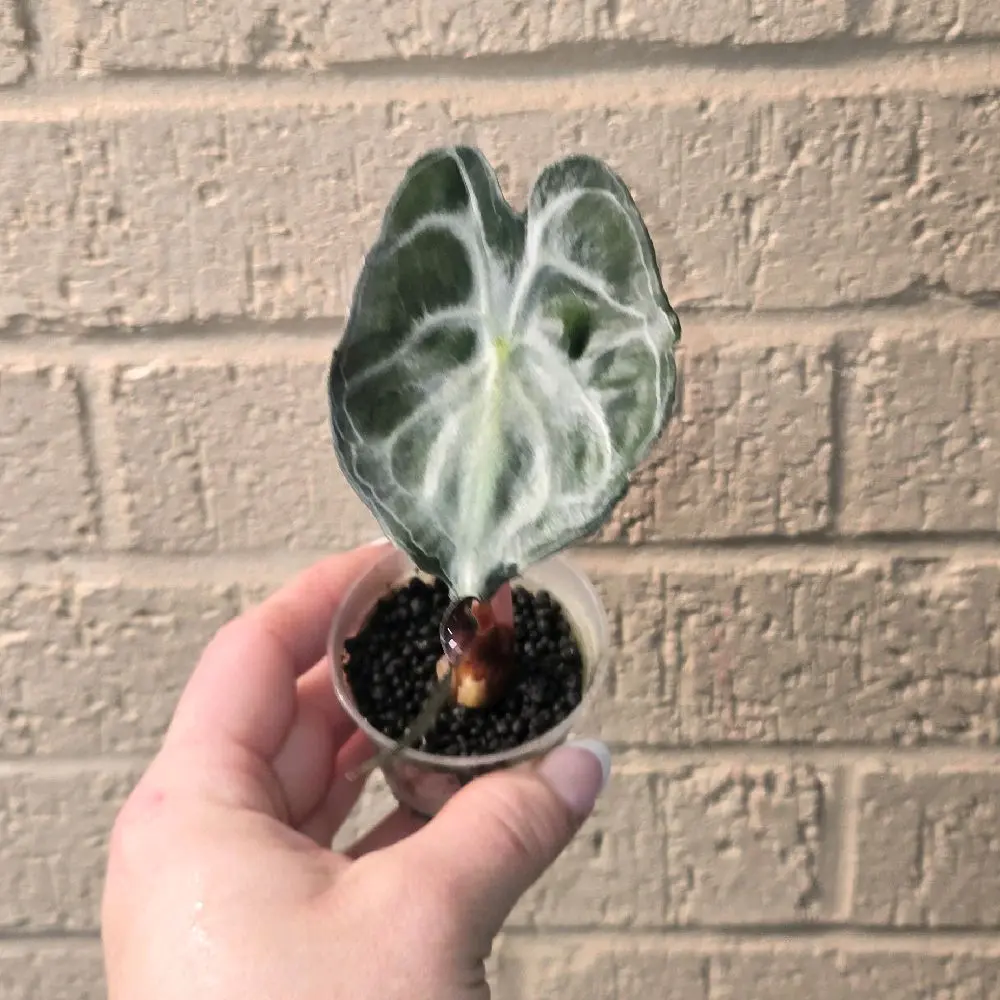 Alocasia Venom