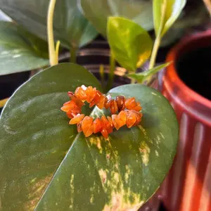 Rich Orange Chips Ring