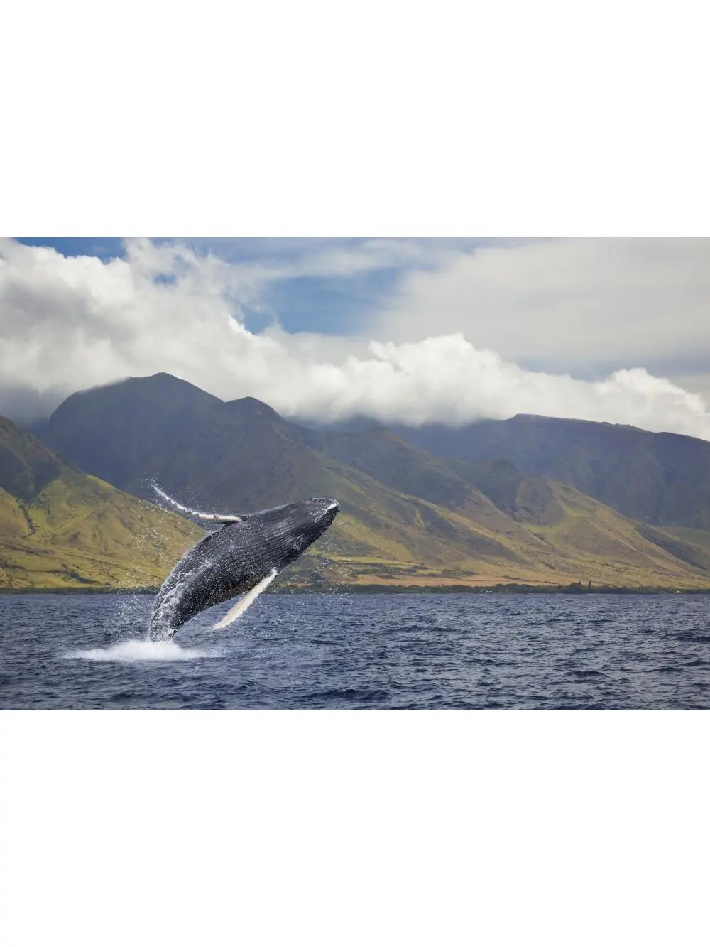 A Breaching Humpback Whale Off The West Side of The Island of Maui - Maui Hawaii United States of America Poster Print - 38 x 24 in. - Large