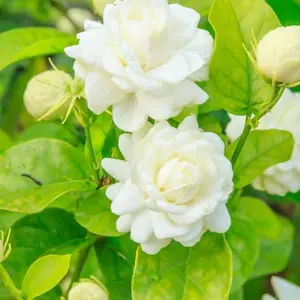 Arabian Assorted  Jasmine Live Plant,  Jasmine Plant Outdoor, Jasmine Plant Indoor,Live Plant 5 to 7 Inches Tall