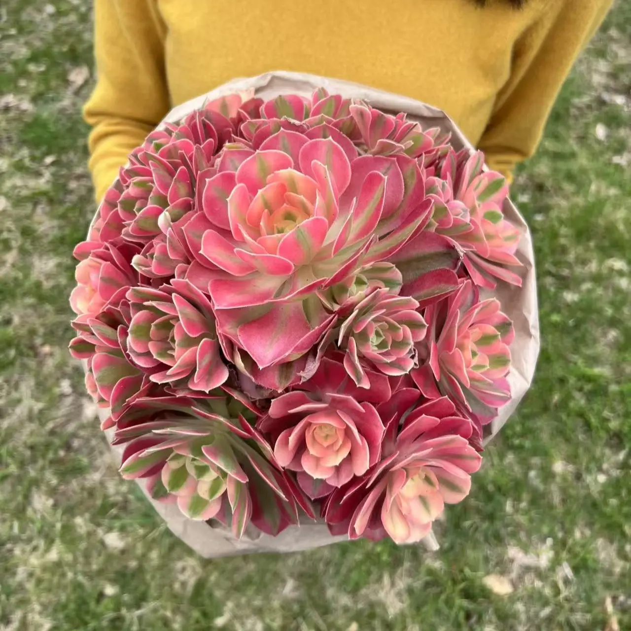 Aeonium Bouquet Style(Bare Root) - April Farm - Best Gift for Mother/ Lover garden gift