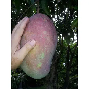 Mango Tree - Live Fruit Tree in a 3 Gallon Pot - Mangifera Indica 'Lancetilla' - Tropical Edible Fruit Bearing Tree