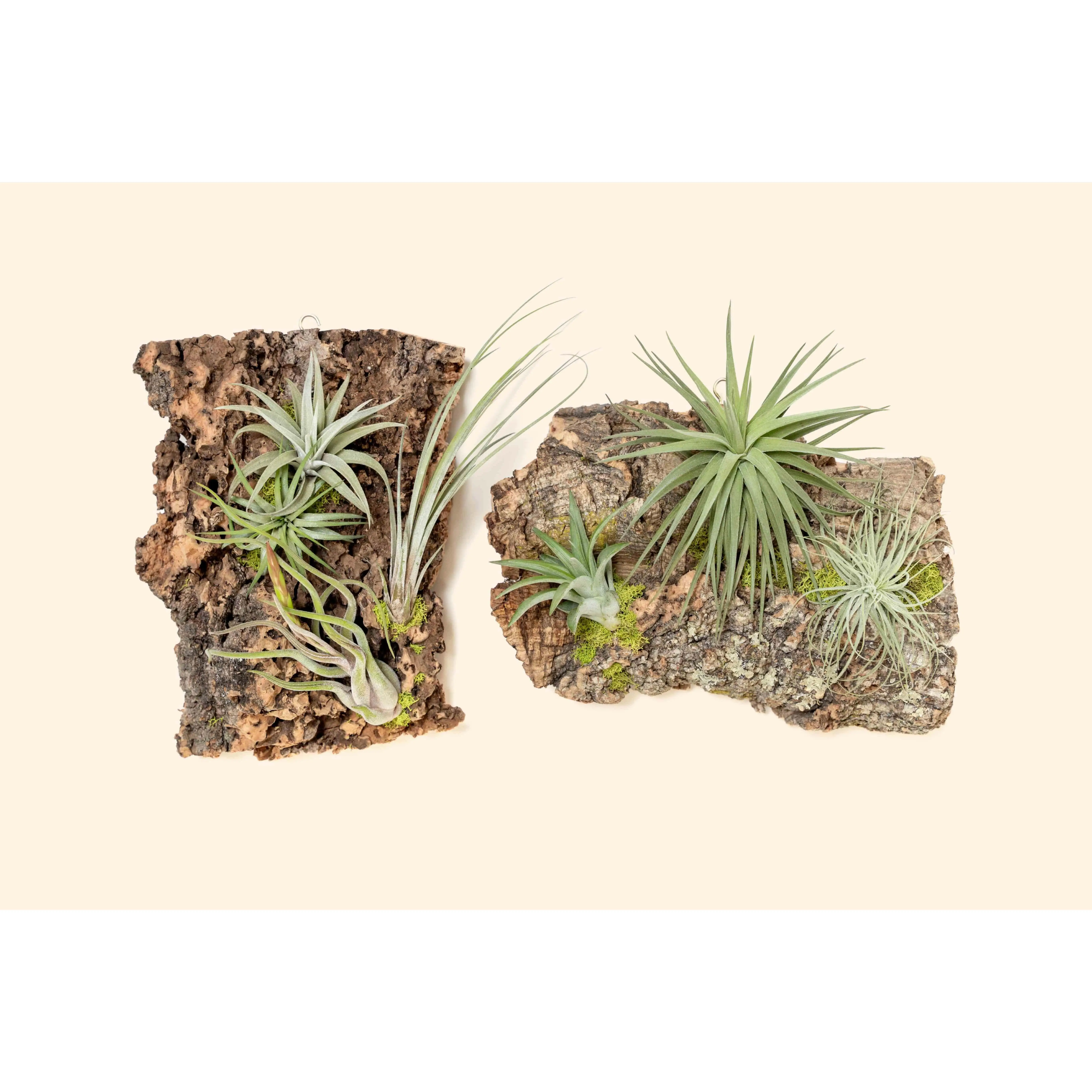 Fully Assembled Air Plant Cork Bark Displays - Multiple Sizes