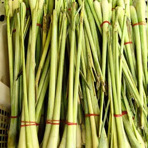 East Indian Lemongrass Seeds (Cymbopogon flexuosus) – Aromatic tropical grass valued for essential oils, teas, and natural pest control; thrives in warm, sunny gardens.