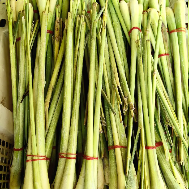 East Indian Lemongrass Seeds (Cymbopogon flexuosus) – Aromatic tropical grass valued for essential oils, teas, and natural pest control; thrives in warm, sunny gardens.