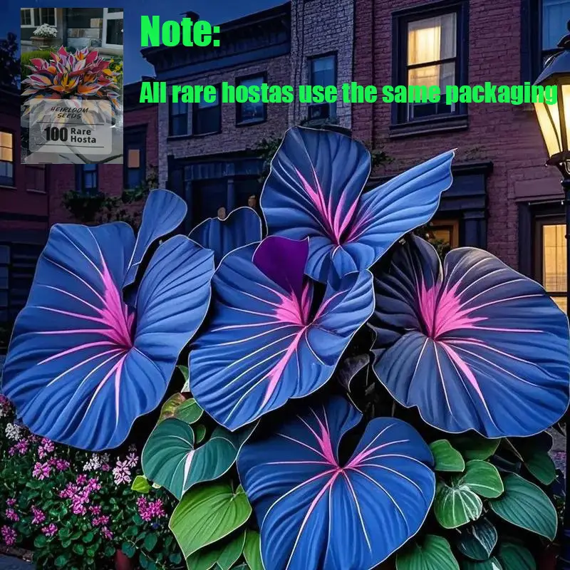 Hosta Seeds - Rare Deep Blue & Purple Hosta with Blue Variations - Perennial Plants for Outdoor Gardens, Pollinator Attraction, Indoor Bonsai Decorati