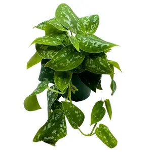 BubbleBlooms Satin Pothos in a 4 inch Pot, Silver Vine, Silk Pothos Silver Philodendron