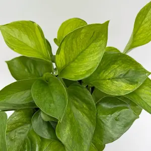 New Pothos Guacamole Plant 6” Pot Variegated Leaves for Indoor Home Decoration Easy Care Beginner Friendly