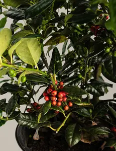 Nellie Stevens Holly