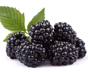 Apache Thornless Blackberry Live Fruit Plant for Growing - One Year Old Seedling