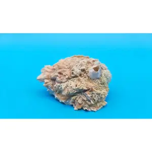 Gulf Chama Lazarus Leafy Jewel Box Clam Shell - 2.5" x 2"