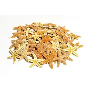 Sugar StarFish Sea Shell Wedding Real Craft 2" - 3" (40 pcs)