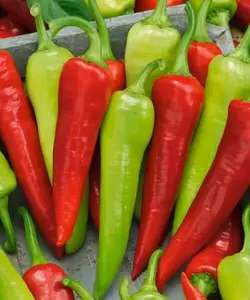 50+Sweet Banana Pepper Seeds (Capsicum annuum)Heirloom Non-GMO Fresh USA