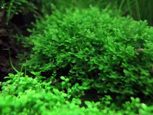 Subwassertang & Java Moss - Aquatic Moss Live Aquarium Freshwater Plants, Live Guarantee.