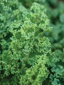 Kale Seeds Vates Blue Scotch Curled Non-GMO Heirloom Compact Plant for Salads Smoothies and Cooking 12-18 Inches Full Sun to Partial Shade