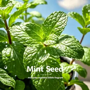 1000 seeds of mint - A fast-growing, fragrant herb suitable for home garden planting. Easy to care for, it can be used in both indoor and outdoor environments. Perfect for use in flower pots and planting boxes.