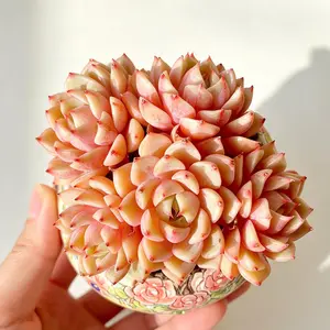 Echeveria ‘Ben Badis’ Rare Succulent – Blue-Green Rosette with Pink Edges, Easy Care Live Plant, Bare Root Shipping, Indoor Decor, Beginner Friendly