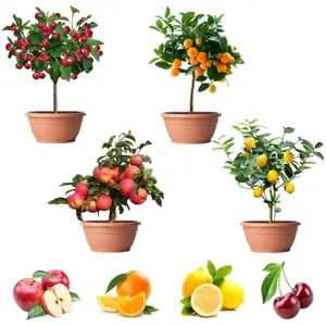 200+ Mix Dwarf Bonsai Fruit Tree Seeds for Planting, 4 Variety Individual Packs, 50+ Lemon Tree Seeds 50+ Cherry Tree Seeds 50+ Orange Tree Seeds 50+ Apple Seeds Organic Heirloom Fruit Seeds