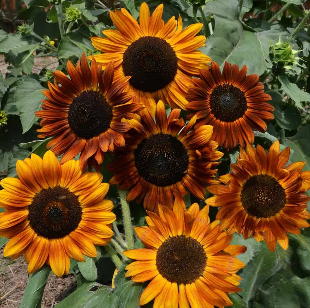 TomorrowSeeds - Earthwalker Sunflower Seeds -  Helianthus Anuus Warm Shades Brown Orange Red Sun Flower Seed USA Garden Non GMO For 2024 Season