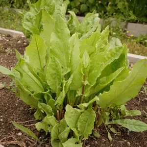 French Sorrel Spinach Dock Narrow-leaved Lettuce Seeds 4 Pack x 1500 Seeds Quick Growing Nutrient-Rich Home Garden