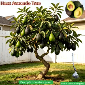Dwarf Hass Avocado Tree – Bare Root, Healthy Root System, Low Space Requirement, Great for Balcony, Pot, or Home Garden easy-to-cultivate fruit tree seed