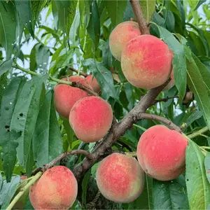 Peach tree for babies aged 2-3 - cold-resistant - sweet and juicy fruit, easy to care for, and enjoy the fun of growing peaches at home early!