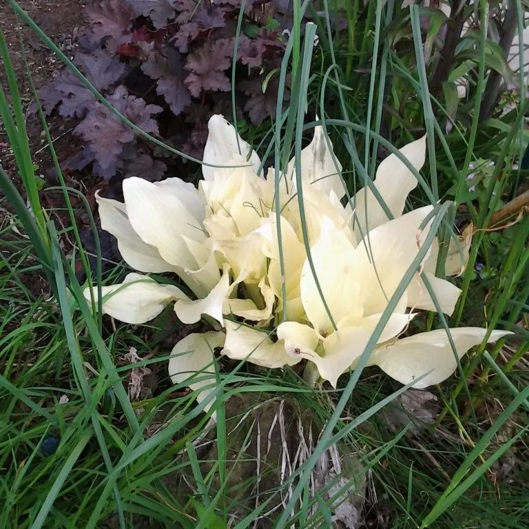 800 pcs White Hosta Seeds – Ideal for Fast-Growing, Elegant Houseplants and Shade Gardens