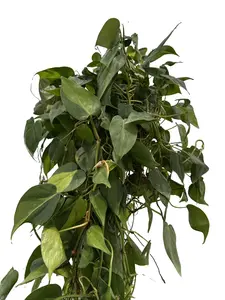 Philodendron Brazil 8” Potted Live Plant - Velvet Leaf Philodendron - Rare Exotic Houseplant - Iridescent Foliage - Deep Green, Burgundy, & Copper - Tropical Gift - Unique Indoor Plant - Trailing Vine - Heart Shaped Leaves - Vining Greenery