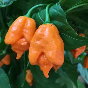 100 Orange Carolina Reaper Chili Pepper Seeds World Record Hot Peppers Seed