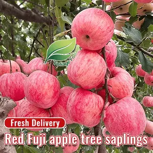 Red Fuji apple tree seedlings are small in size, high in yield, sweet and crisp fruits, cold-resistant, easy to grow in gardens and terraces, and produce moist and delicious apples every year.