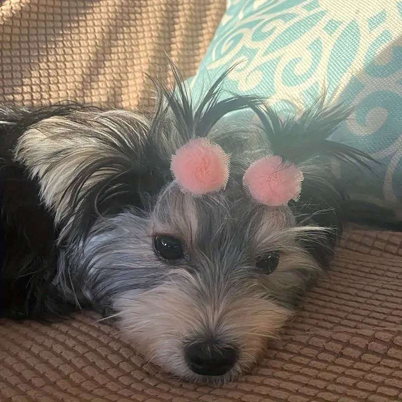5pcs/set Adorable Pet Pom Pom Bows with Secure Rubber Bands - Perfect for Small Dogs and Puppies