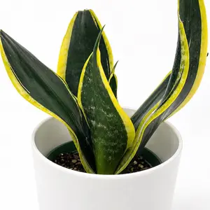 Sansevieria Black Flame 6" Pot Snake Plant Houseplant Easy Care Low Maintenance Unique Tropical Leaves Ideal for Beginners Home Decor