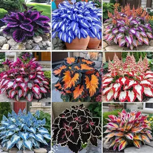 800pcs Mixed Color Flower Seeds – Shade-Loving Perennials with Vibrant Foliage – Ideal for Borders, Gardens, and Landscaping
